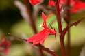 FH_VP_0115(Lobelia cardinalis)